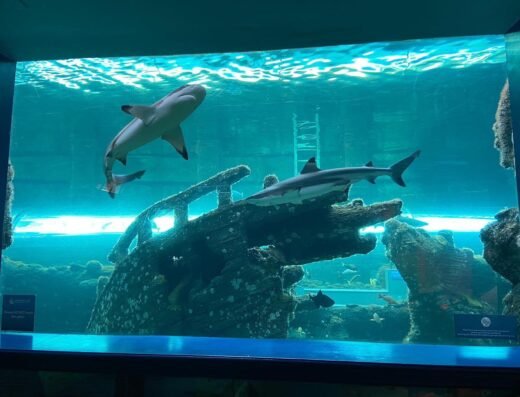 154322312 10159306421329808 5413937957037182598 n