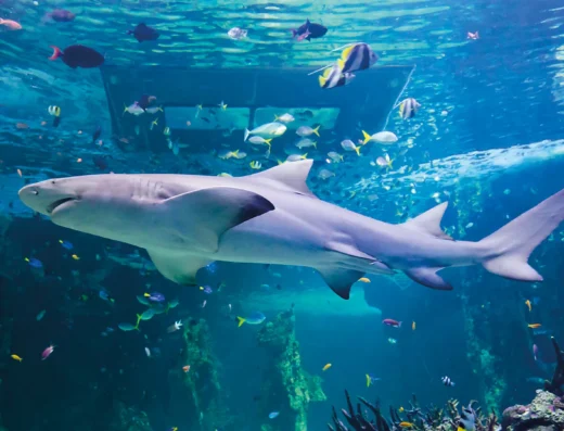 9718 shark reef cropped