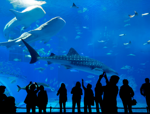 Blue Planet Aquarium Large Tank