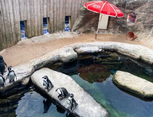 Cornish Seal Sanctuary penguins