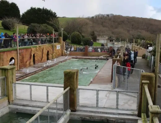 Cornish Seal Sanctuary pool 2