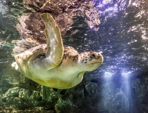 Giant sea turtle 28631809