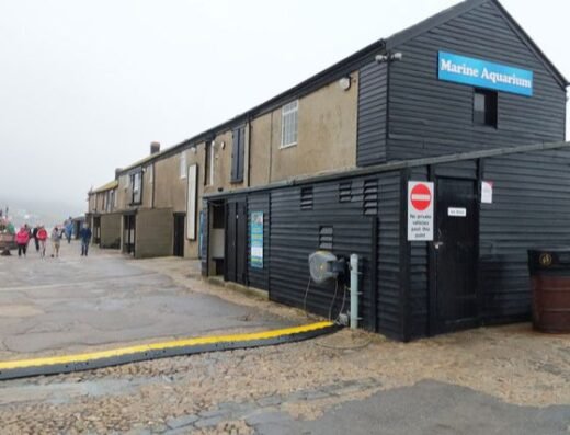 Lyme Regis Marine Aquarium (2)