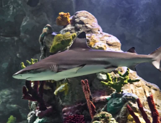 black tip shark brighton