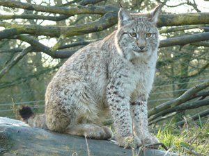 eurasian lynx