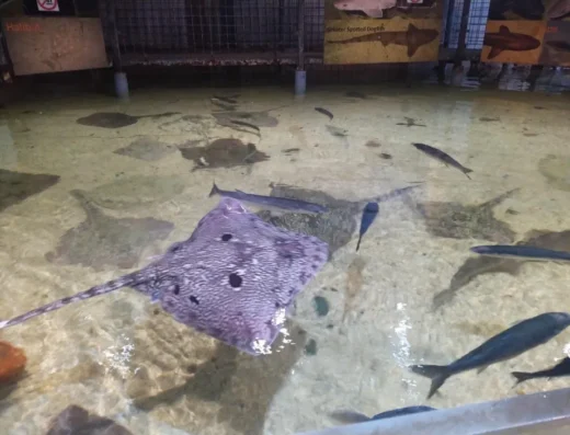 lake district coastal aquarium ray tank
