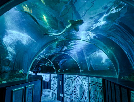sea life adventure tunnel