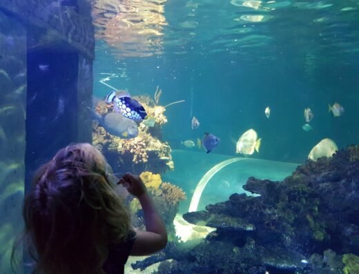 sussex hastings aquarium fish girl