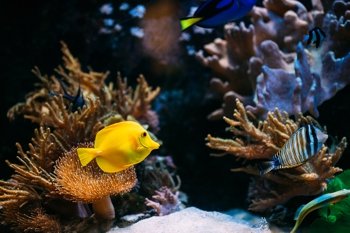 the lake district coast aquarium