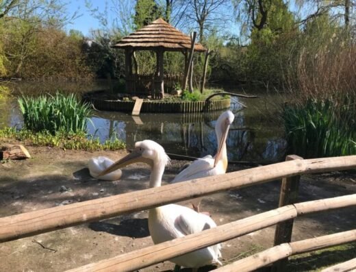 0 The pelicans at Birdworld in Farnham Surrey 768x576