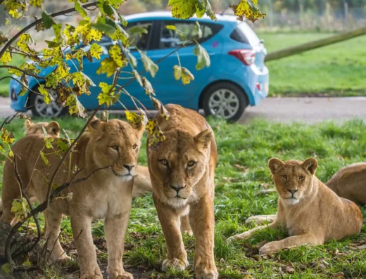 171026 Blair Drummond Lions G002 1