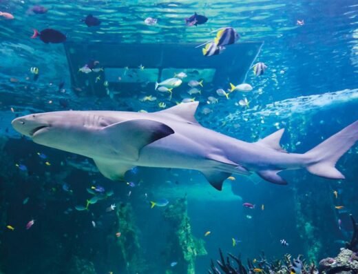 9718 shark reef cropped 711759569