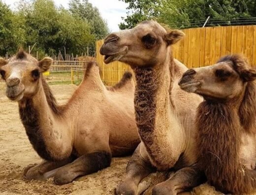 All Things Wild Nature Centre near me