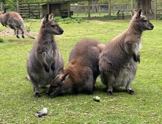 Askham Bryan 2 e1681819620448 768x530