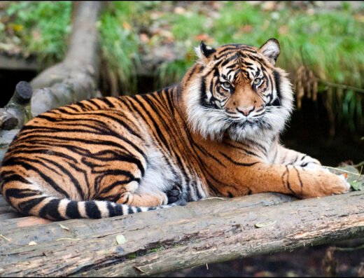 DZG Daseep Waitin for Joao1