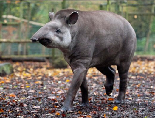 DZG Tapir Meena 2