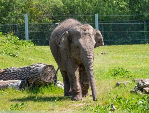 Elephant Blackpool Zoo