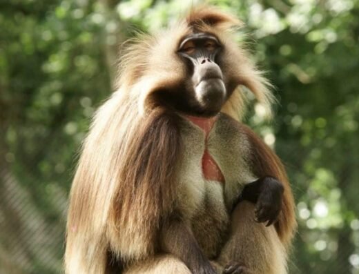 Gelada e1610449597272