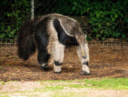 Giant anteater animals Blackpool Zoo main