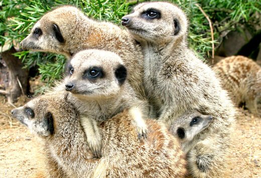 Meerkat Encounter 2 (4)