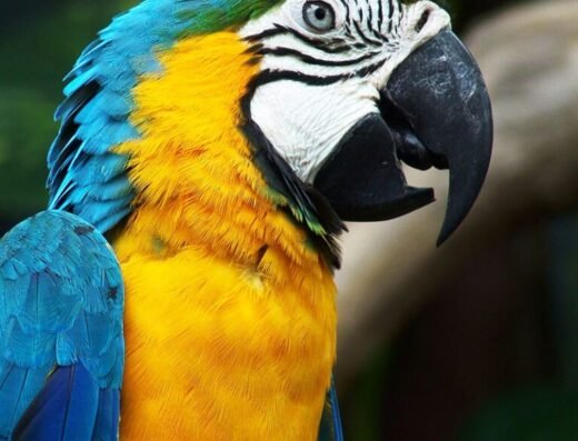 Parrot Amazonia at MDs Scotlands Theme Park 768x768