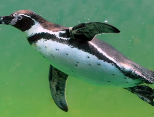 adopt humboldts penguin 768x512