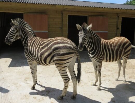 all things wild nature centre 1 768x559