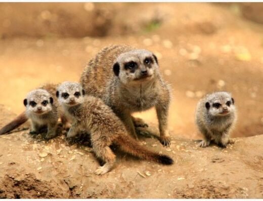 baby mmerkats