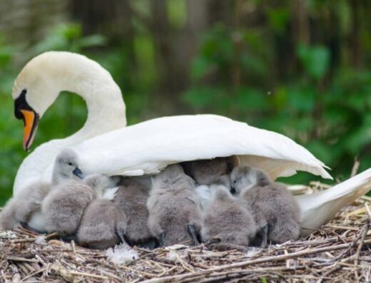 baby swans mum shelter abbotsbury swannery 768x509