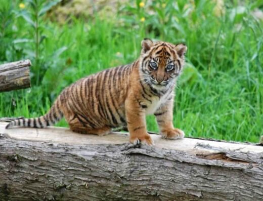 flamingo land4 kcbh3q