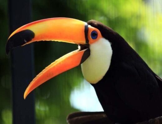 toco toucan 1200x800 1 768x512
